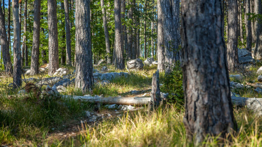 Mäntymetsä