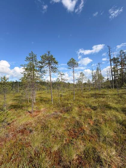 Syksyinen metsämaisema