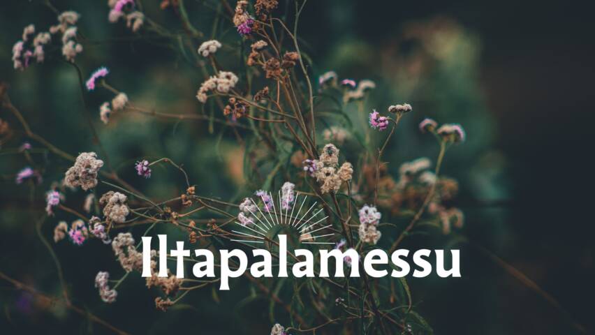 Syksyisiä kukkia